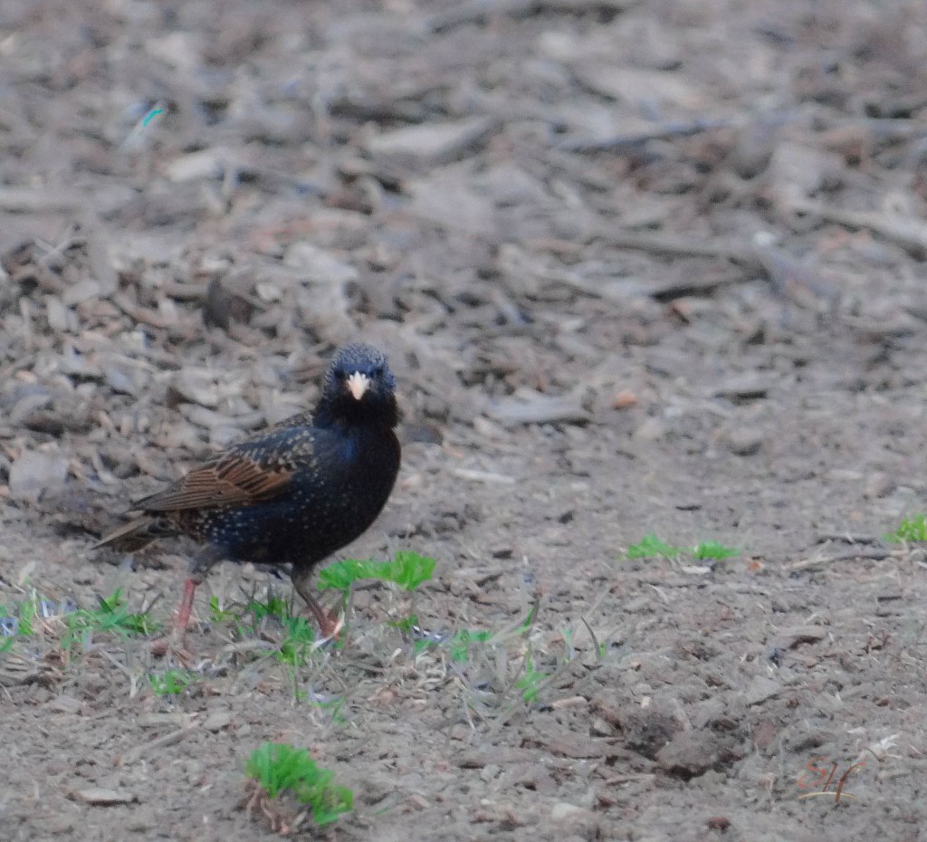 Photo: LaShawnda Jones for Spirit-Harvest.com